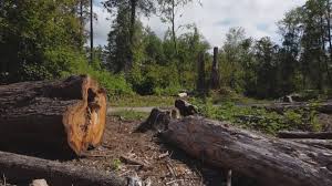 Reliable Coram, NY Tree Care Solutions