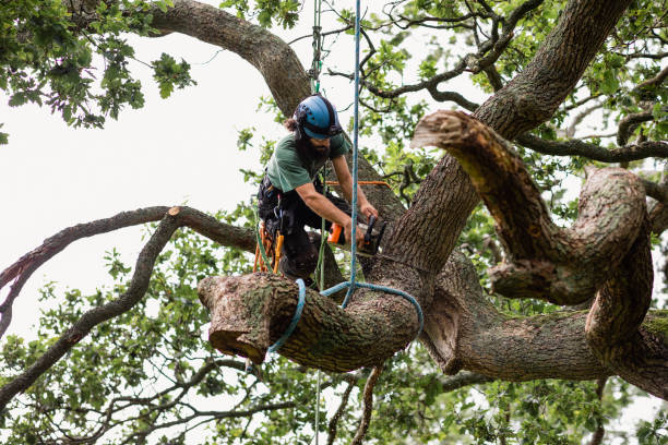 How Our Tree Care Process Works  in  Coram, NY