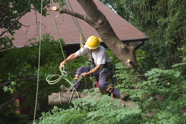 How Our Tree Care Process Works  in  Coram, NY